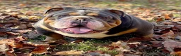 English Bulldog dogs for sale: Maple  - Ad 4