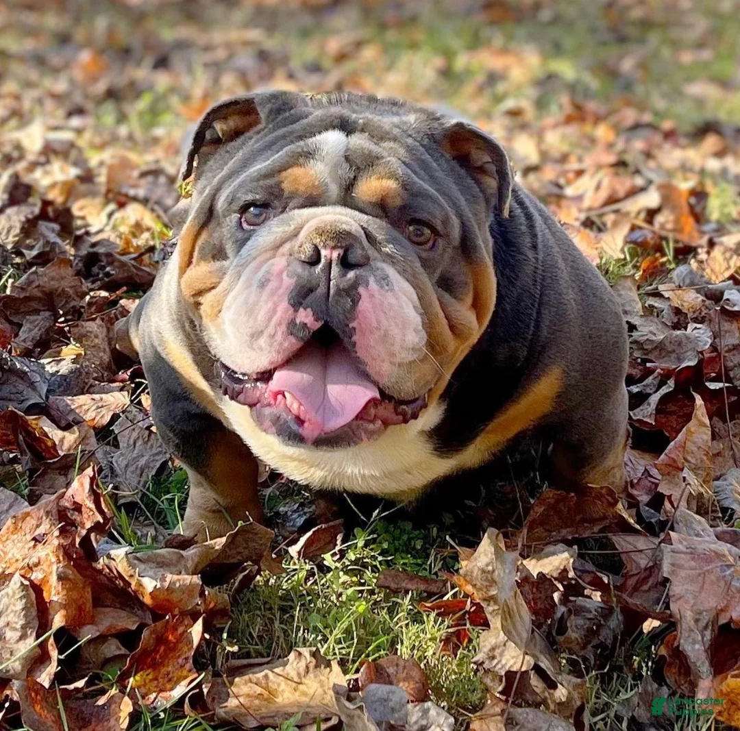 English Bulldog dogs for sale: Maple  - Ad 4