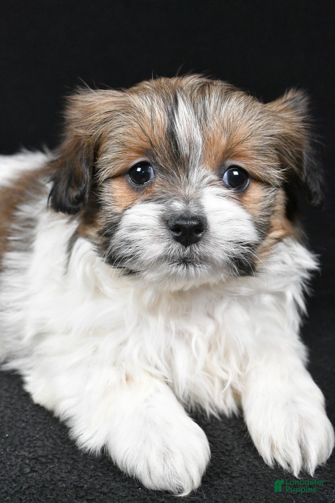 Mixed Breed dogs for sale: Amber - Ad 3