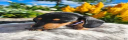 Miniature Dachshund dogs for sale: Zurie - Ad 15
