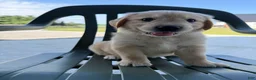 Golden Retriever dogs for sale: Grace - Ad 3