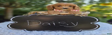 Daisy