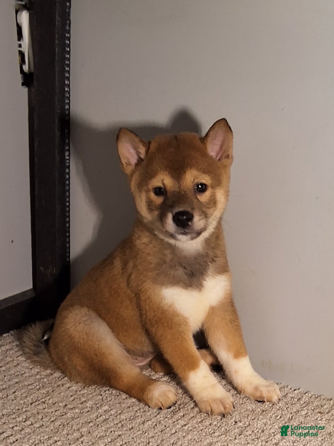 Shiba Inu dogs for sale: Polly  - Ad 2