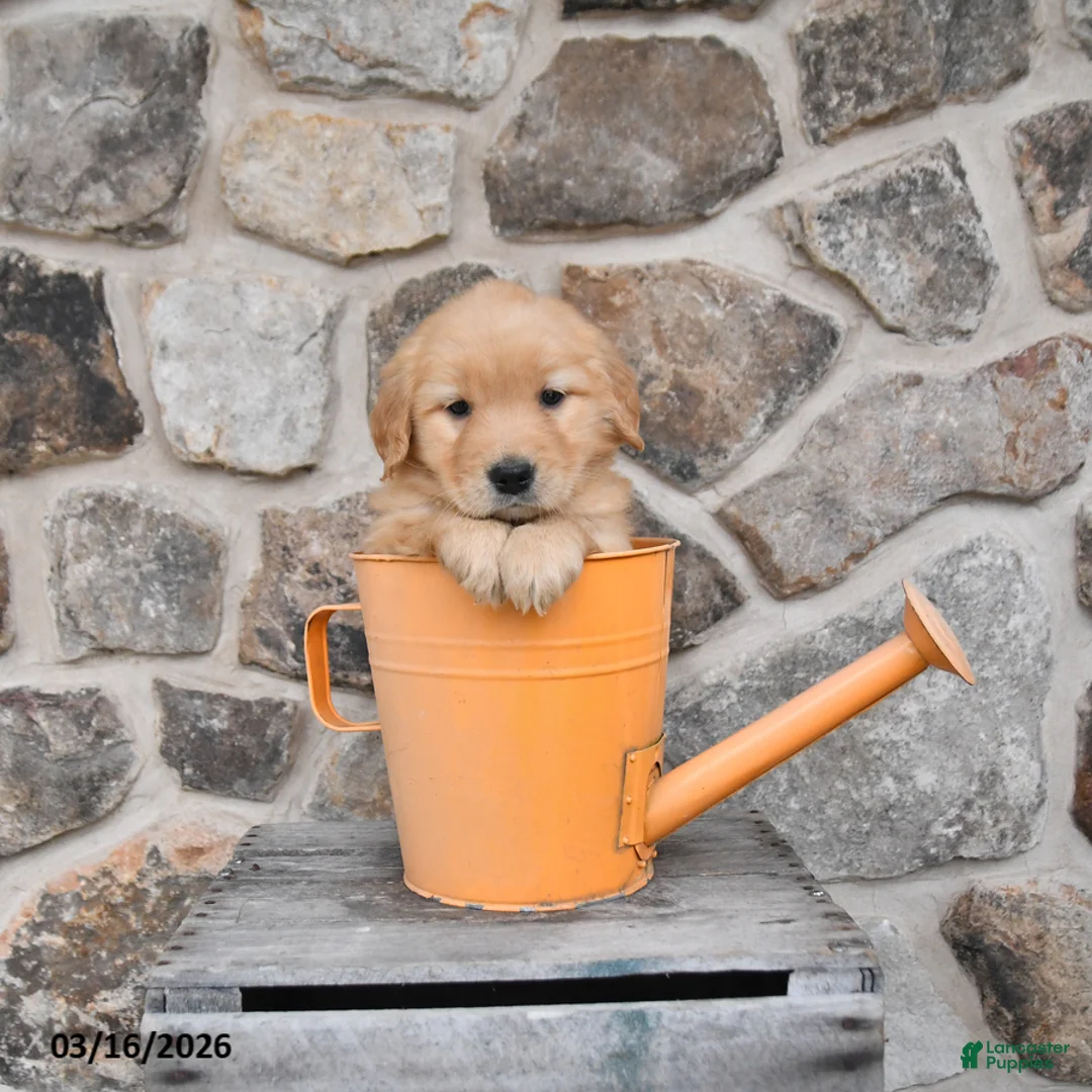 Golden Retriever dogs for sale: Molly - Ad 2