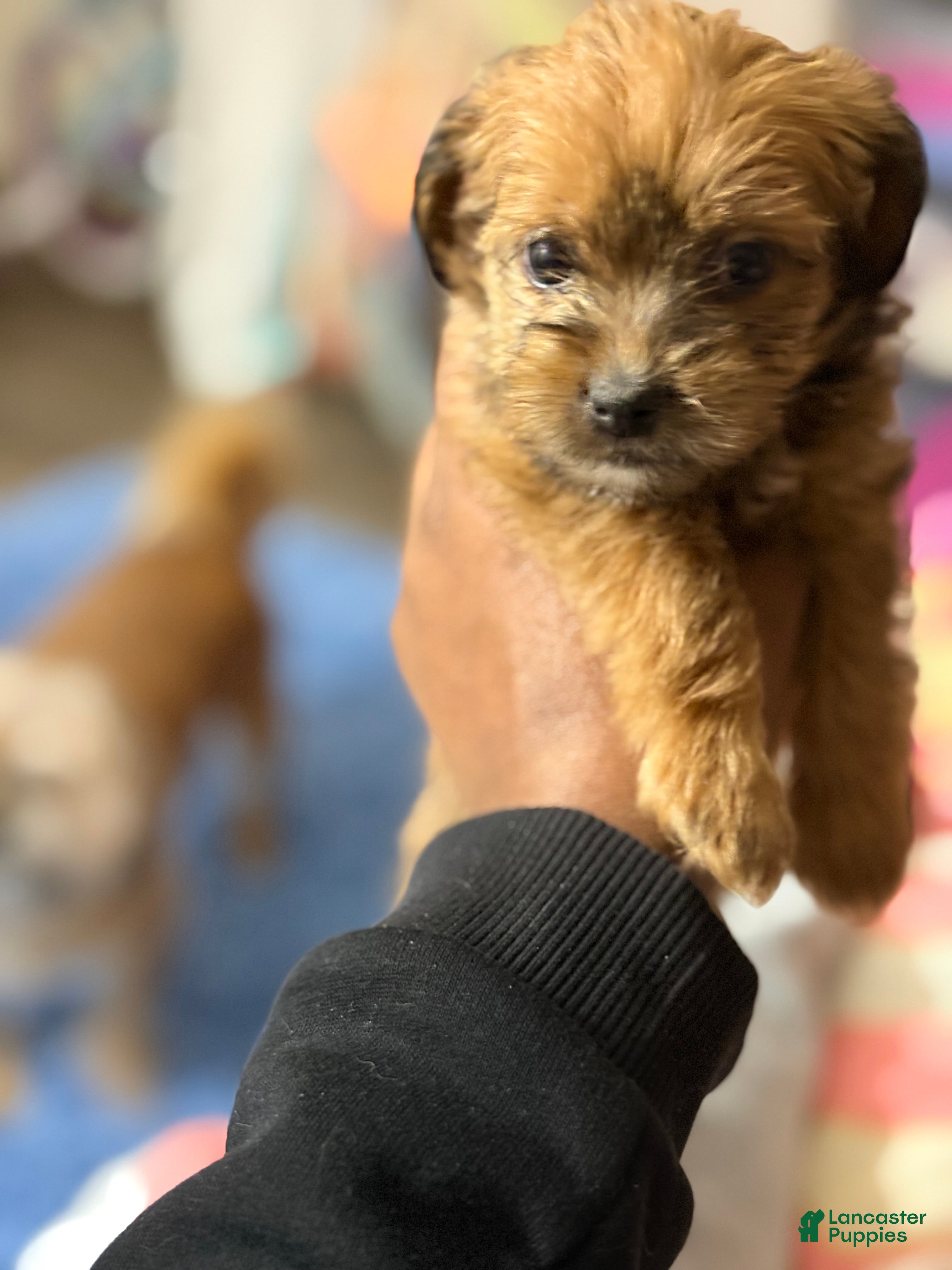 Mixed Breed dogs Baby brownie - Ad 7