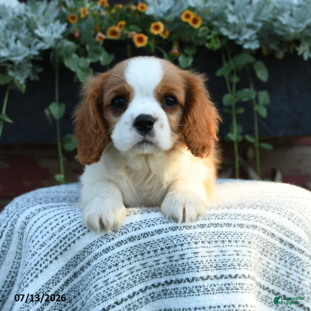 Cavalier King Charles Spaniel dogs for sale: Jaxon - Ad 2