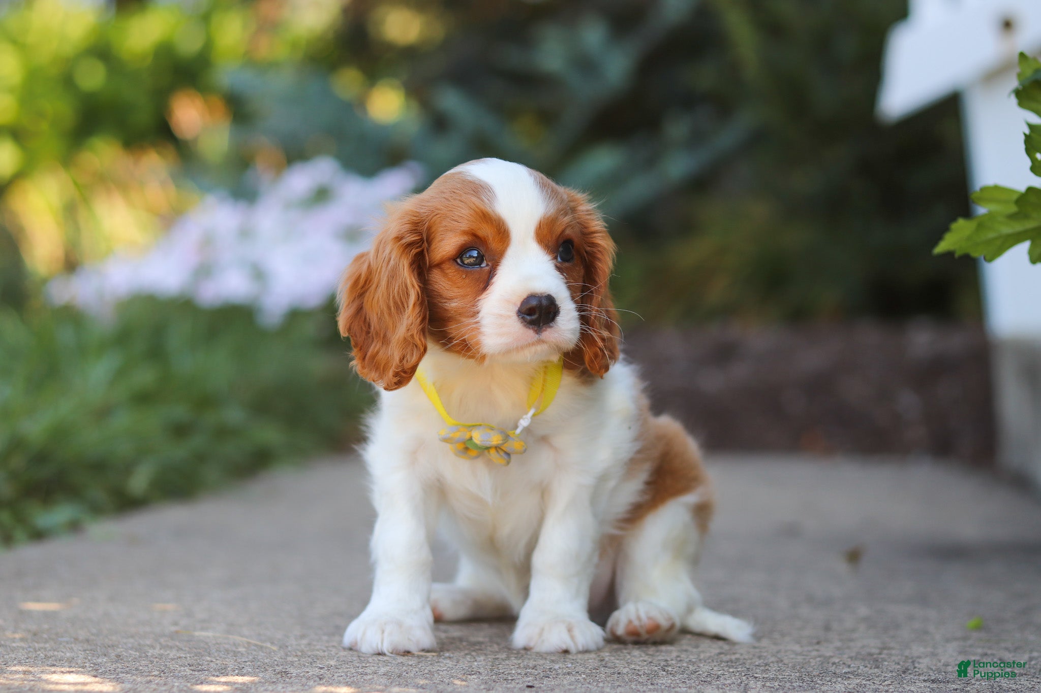 Cavalier King Charles Spaniel dogs Baxter - Ad 2