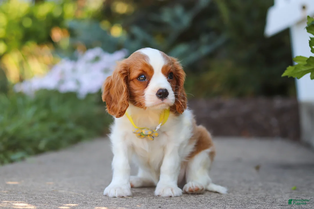 Cavalier King Charles Spaniel dogs for sale: Baxter - Ad 2