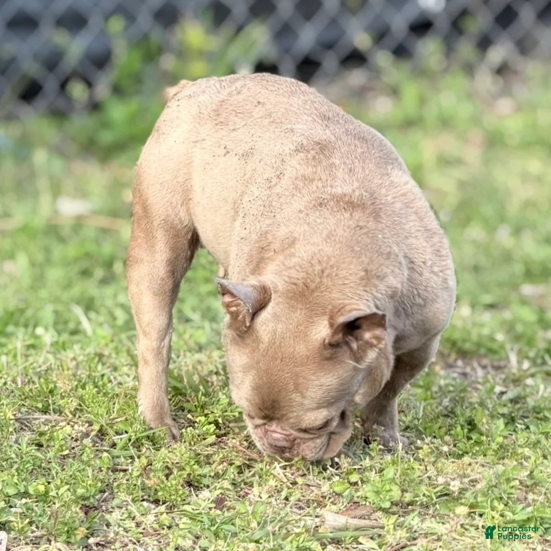 French Bulldog dogs for sale: Honey - Ad 5
