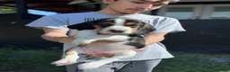 Beagle dogs for sale: Blossom ❤️ - Ad 11