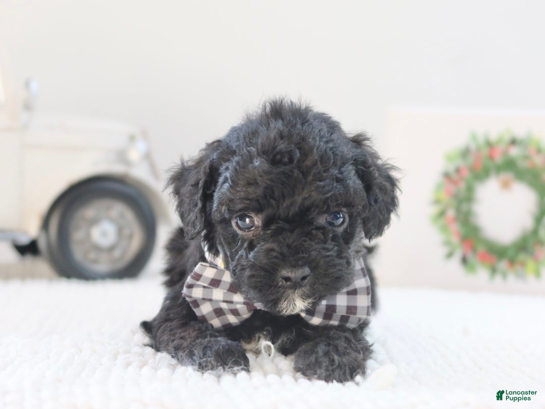 Toy Poodle dogs for sale: Rudolph - Ad 3