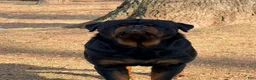 Rottweiler dogs for sale: Rottweiler 3 - Ad 7