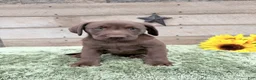 Labrador Retriever dogs for sale: Coco - Ad 4