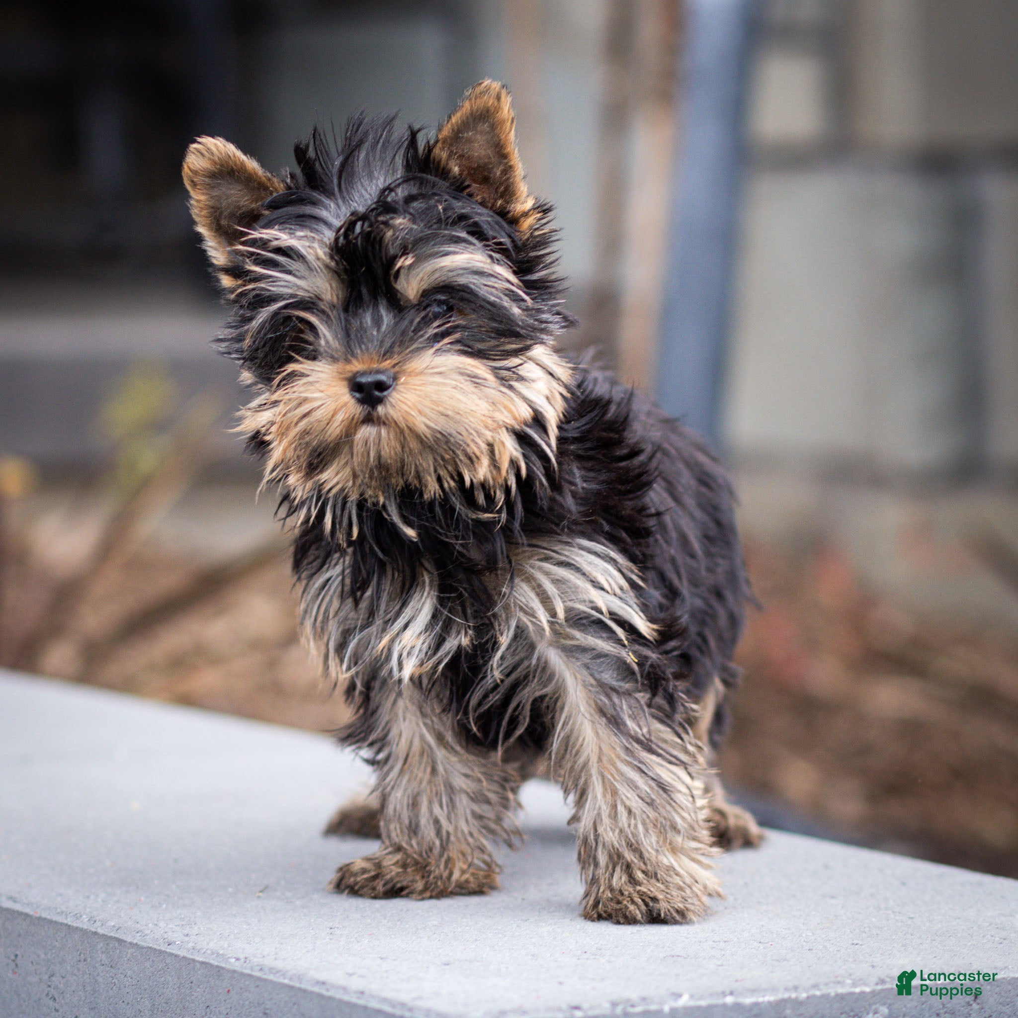 Yorkshire Terrier dogs Willy Yorkshire Terrier Puppy  - Ad 1