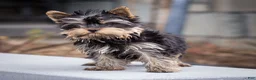 Yorkshire Terrier dogs for sale: Willy Yorkshire Terrier Puppy  - Ad 7