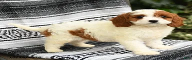 Jasper