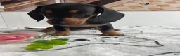 Miniature Dachshund dogs for sale: Daisy - Ad 3