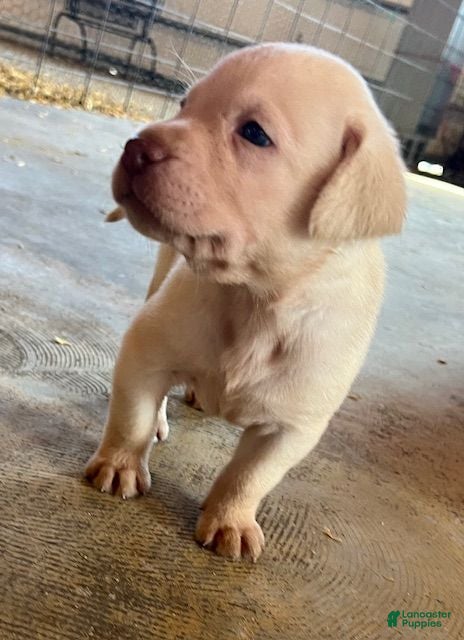 Labrador Retriever dogs Labrador Retriever  - Ad 14