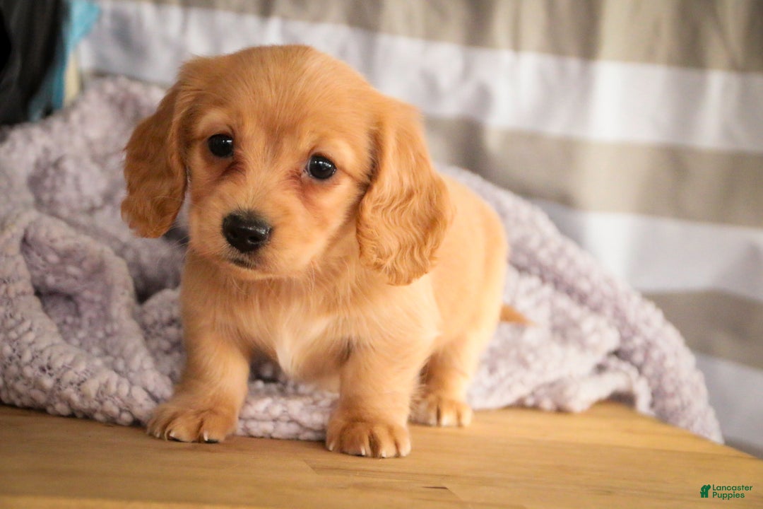 Miniature Dachshund dogs for sale: Taffy - Ad 5