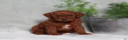 Miniature Poodle dogs for sale: Zassy - Ad 1