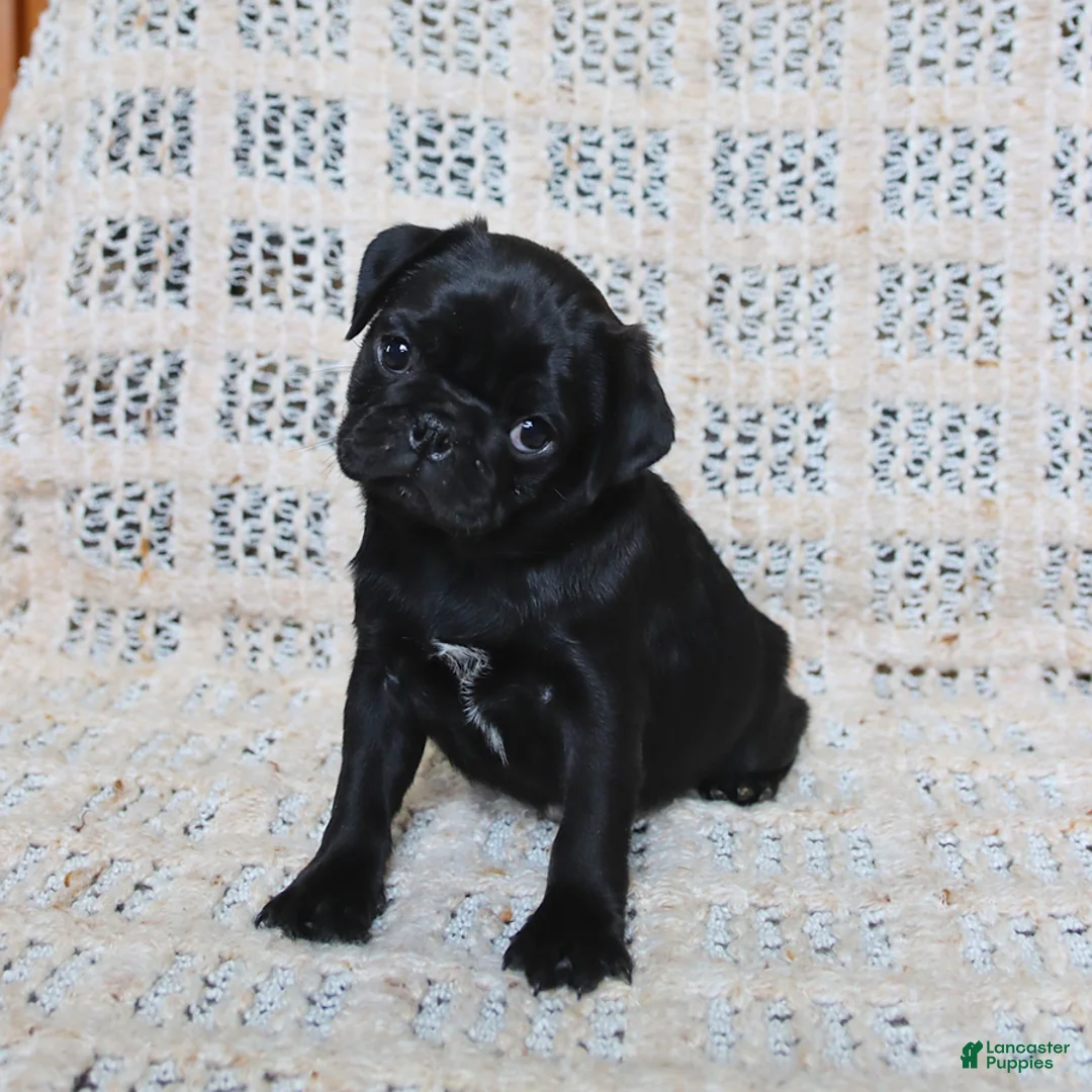 Pug dogs for sale: Bertha - Ad 5