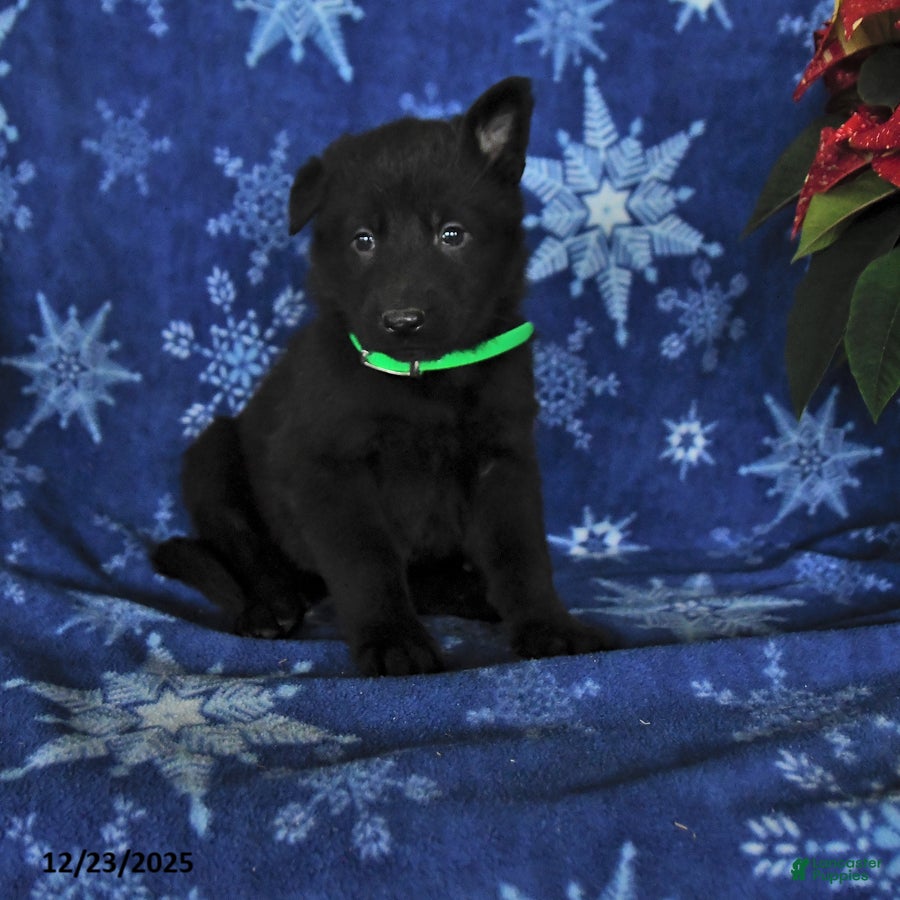 German Shepherd dogs for sale: Noah - Ad 4