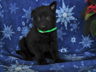 German Shepherd dogs for sale: Noah - Ad 4