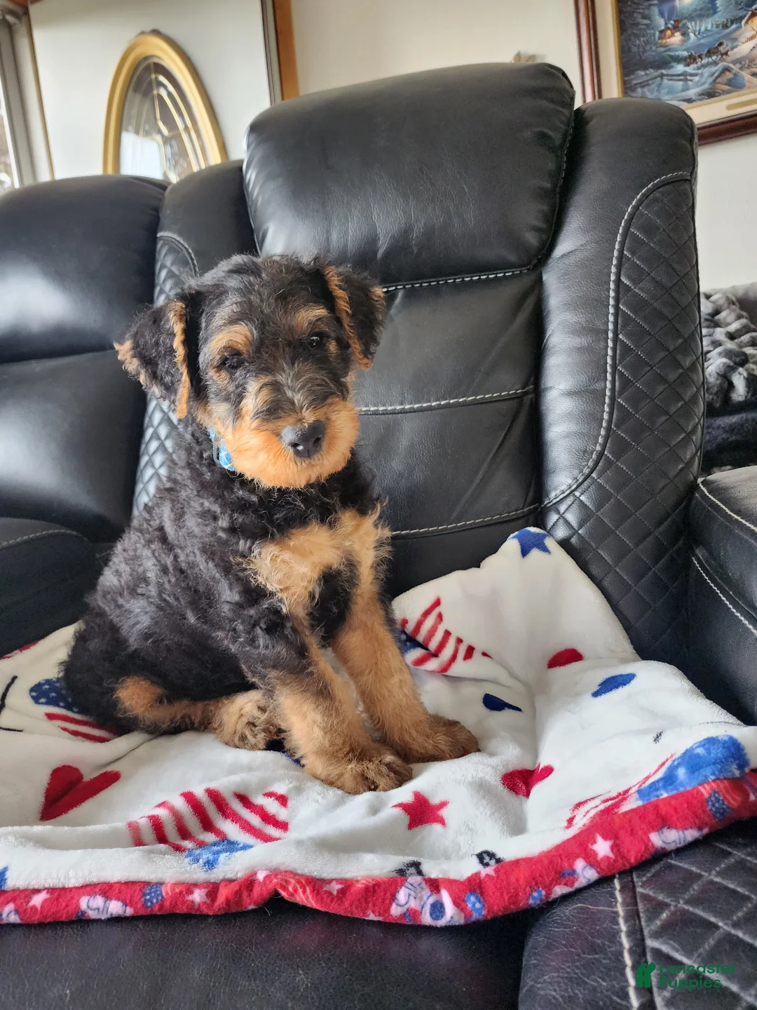 Airedale Terrier dogs for sale: Airedale Terrier Puppy Lefty  - Ad 2