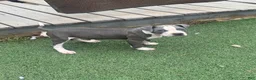 American Pit Bull Terrier dogs for sale: Blue- Banks - Ad 9