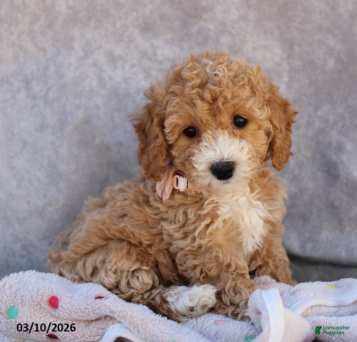 Bichpoo dogs Cierra - Ad 2