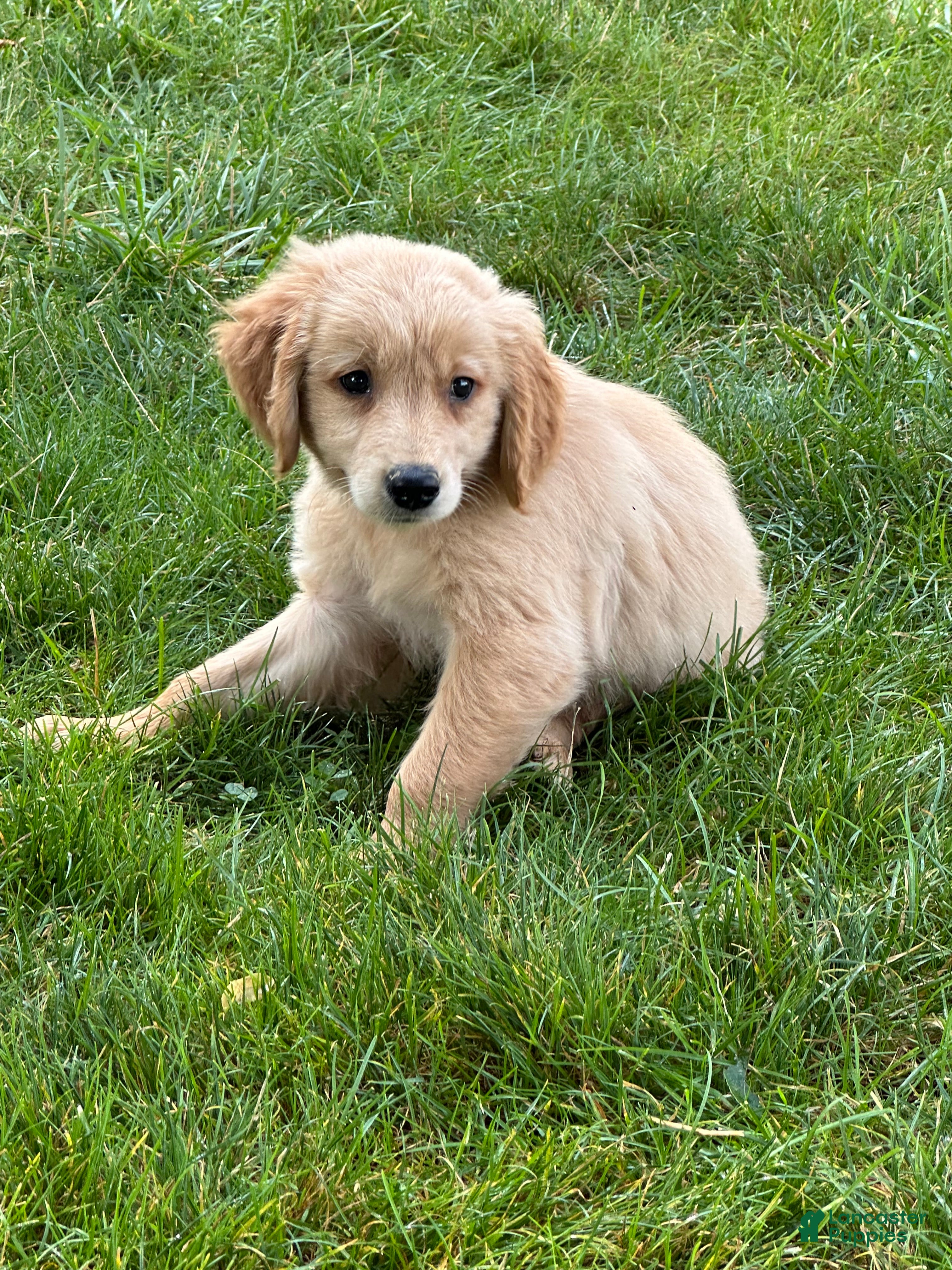 Golden Retriever dogs for sale: Golden Retriever 1 - Ad 3