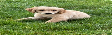 Golden Retriever 1