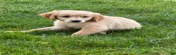 Golden Retriever dogs for sale: Golden Retriever 1 - Ad 1