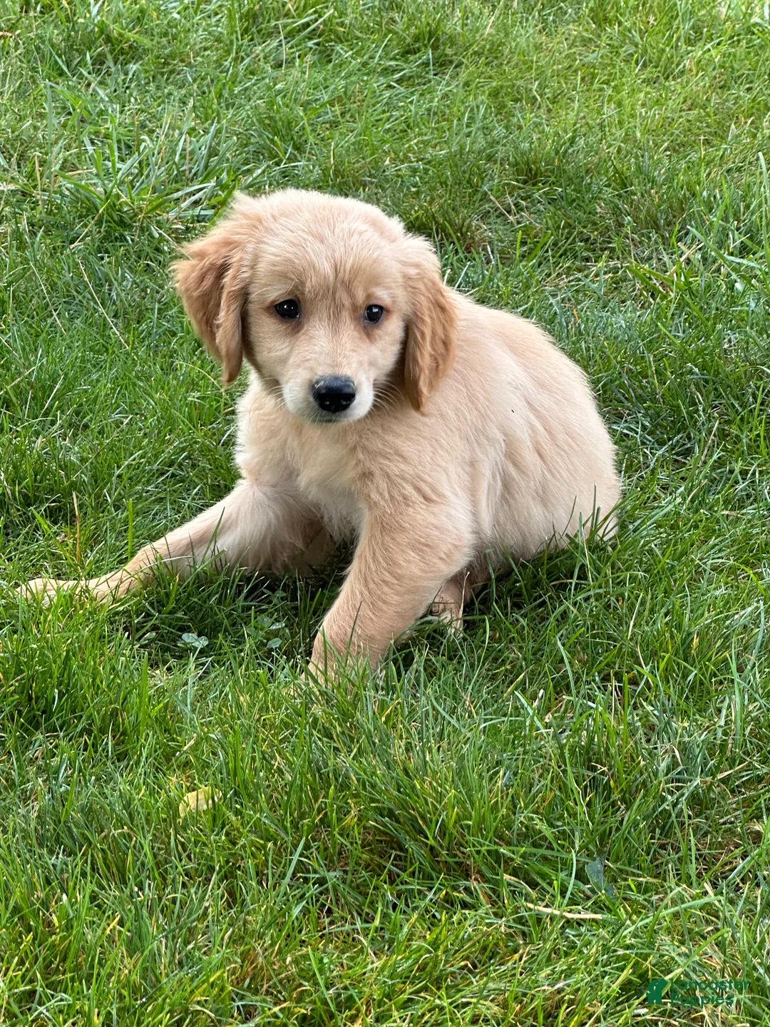 Golden Retriever dogs for sale: Golden Retriever 1 - Ad 1
