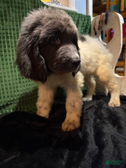 Newfoundland dogs Purple Collar Female - Ad 2