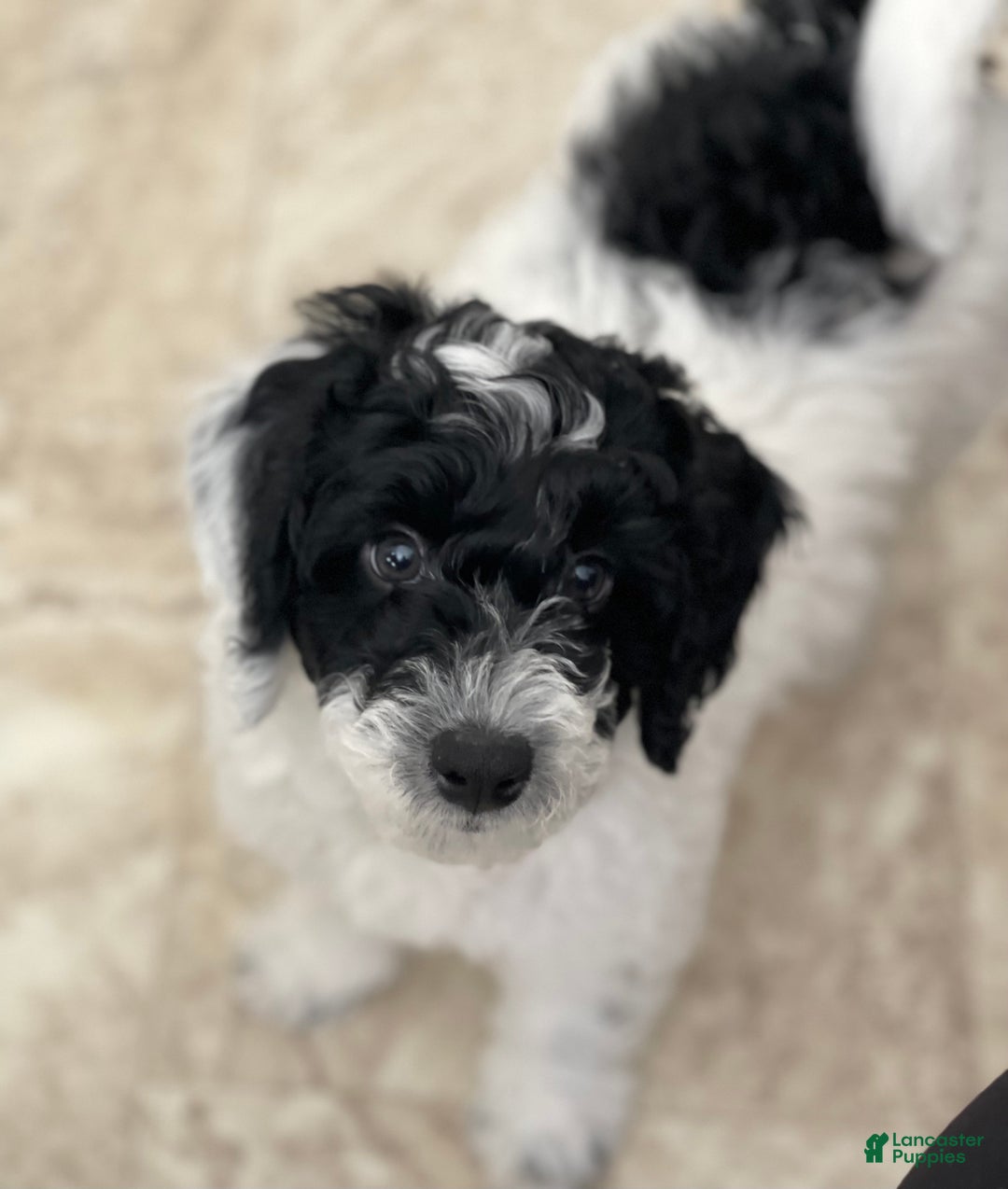Mini Sheepadoodle dogs for sale: Red-Peppermint - Ad 20
