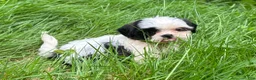 Shih Tzu dogs for sale: Shih Tzu 6 - Ad 3