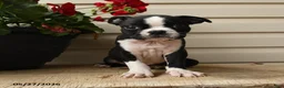 Boston Terrier dogs for sale: Dusty - Ad 3