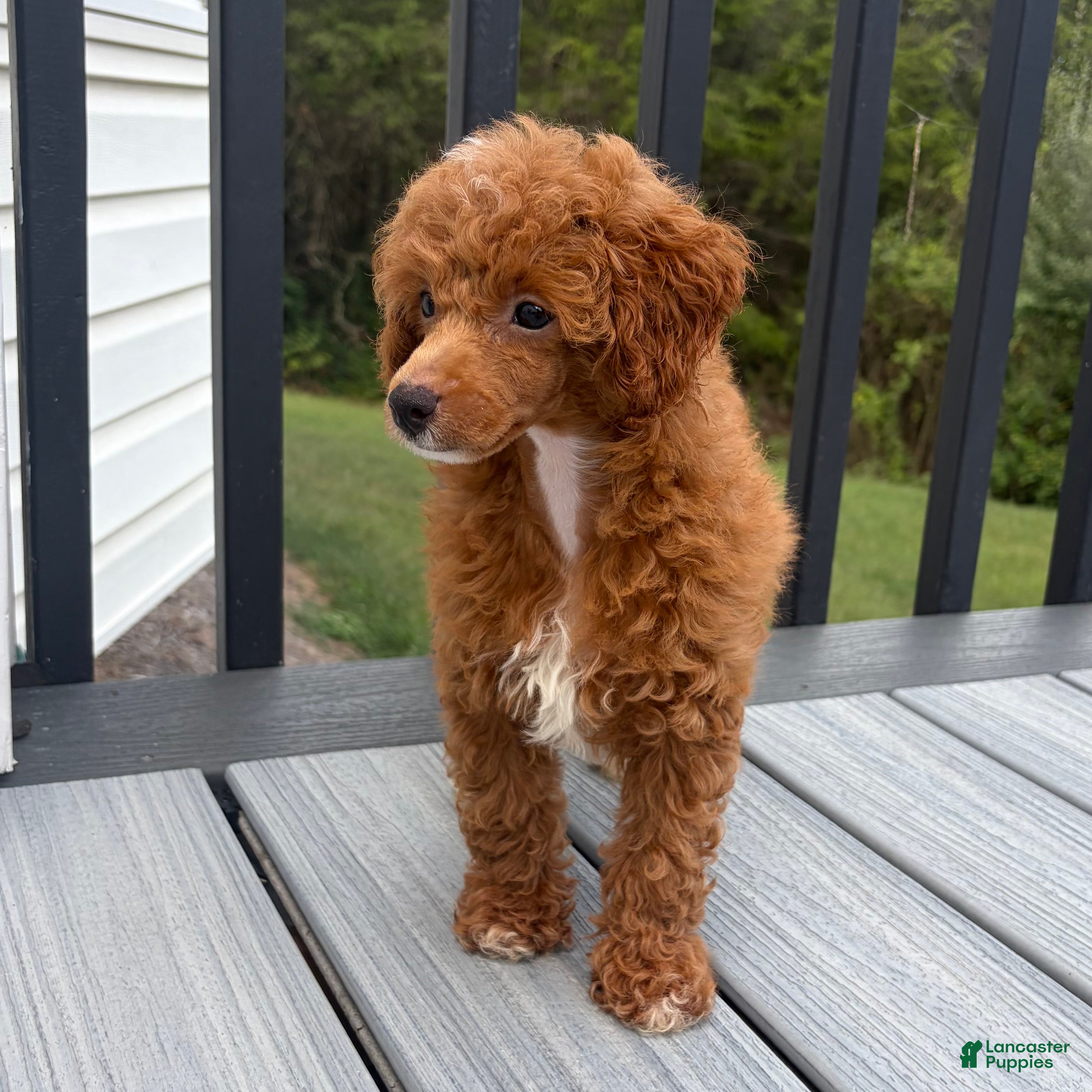 Toy Poodle dogs Xander - Ad 38