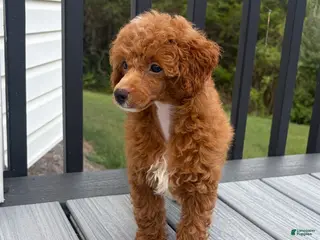 Toy Poodle dogs Xander - Ad 38
