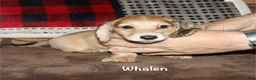 Miniature Dachshund dogs for sale: Whalen - Ad 4