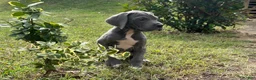 Great Dane dogs for sale: Peace  - Ad 2