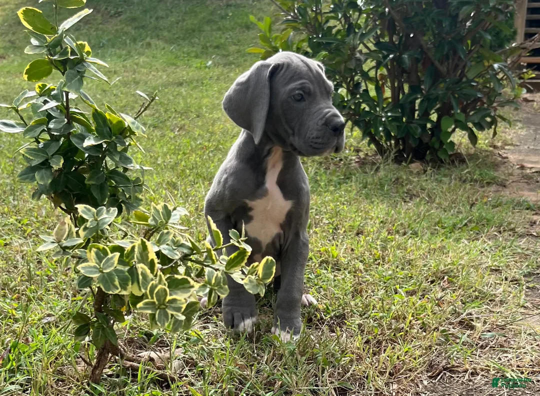 Great Dane dogs for sale: Peace  - Ad 2