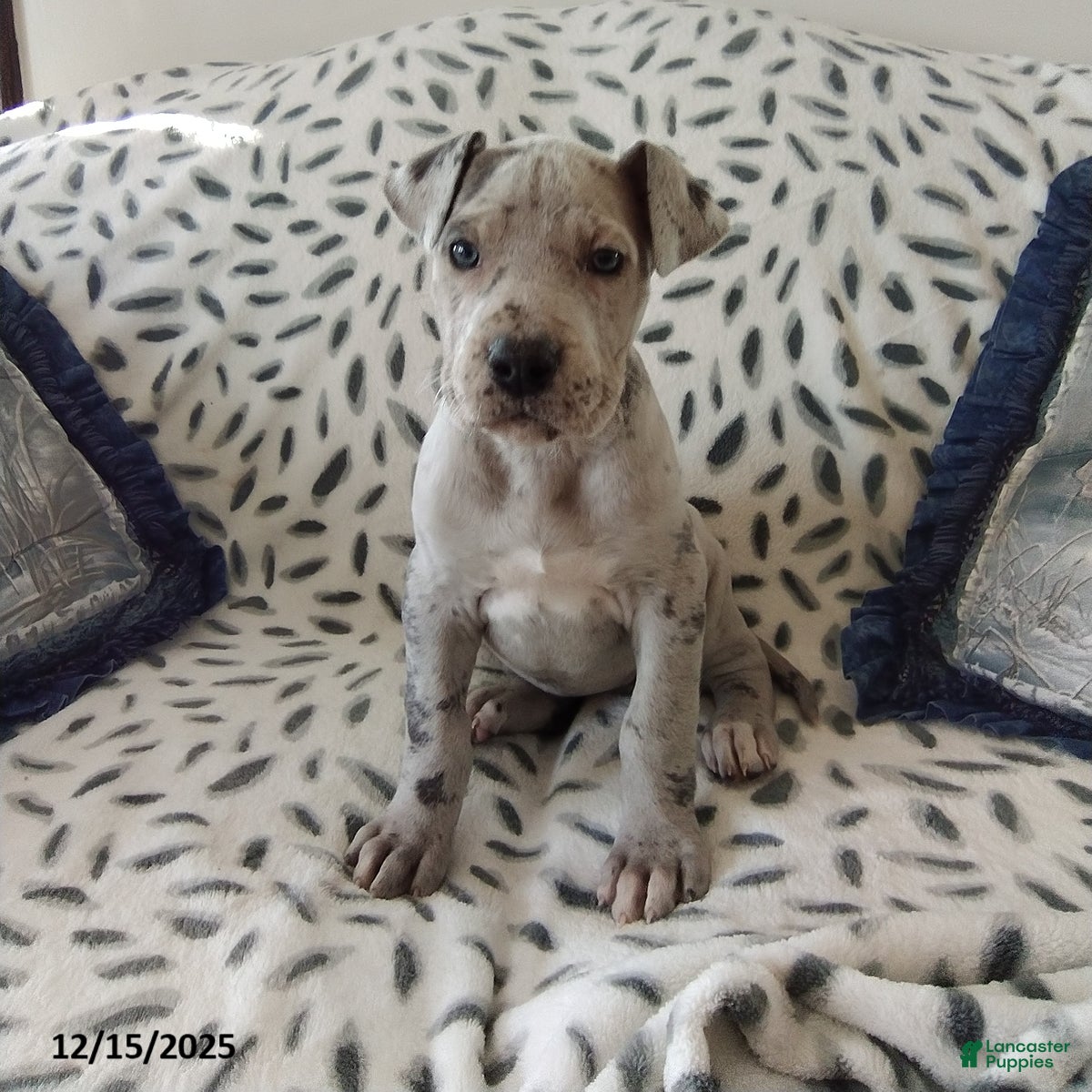 Great Dane dogs Kiara - Ad 4