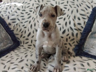 Great Dane dogs Kiara - Ad 27