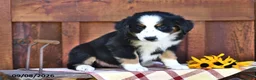 Mixed Breed dogs for sale: Rita - Ad 4