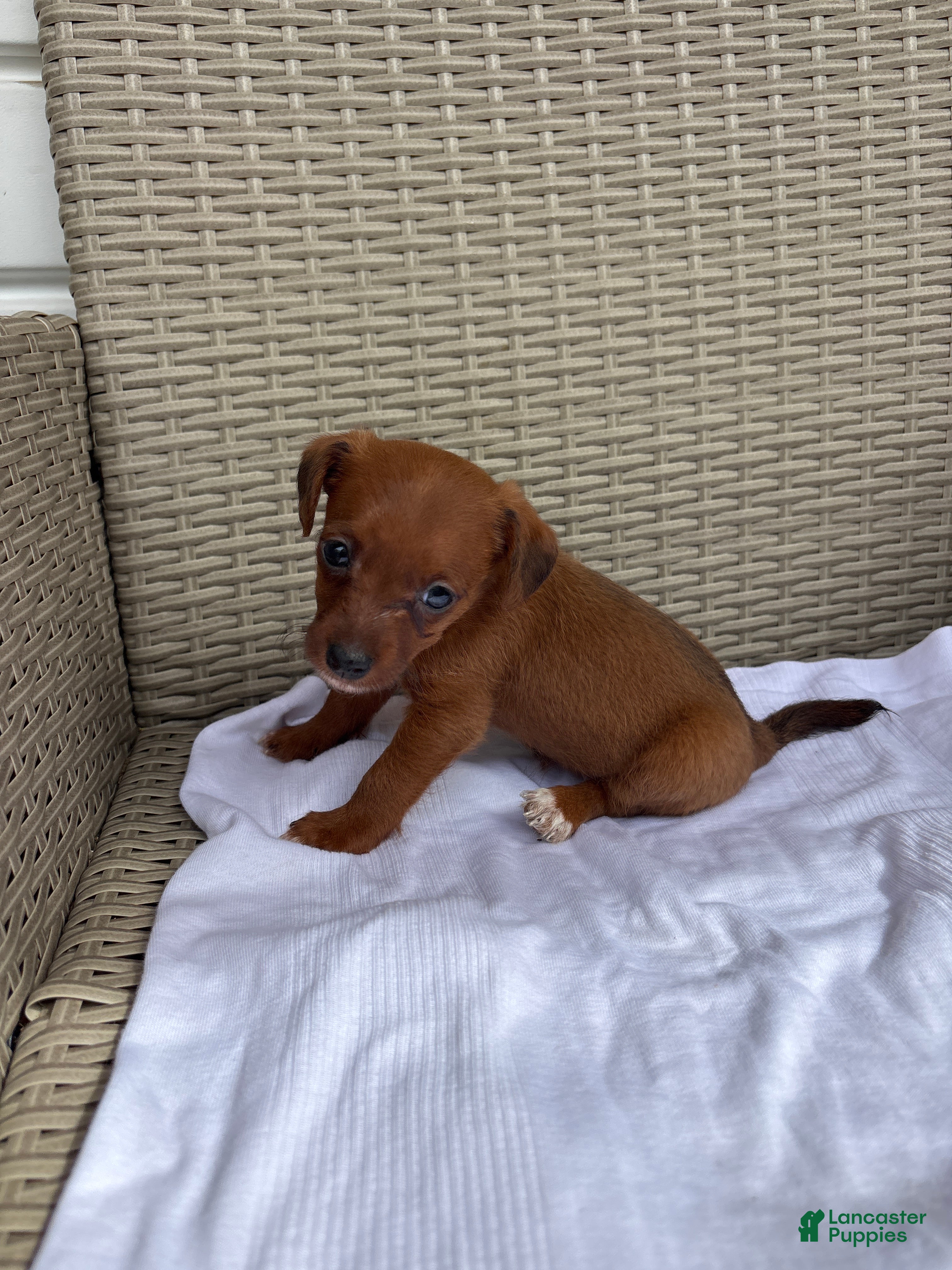 Jackapoo dogs Macy - Ad 10
