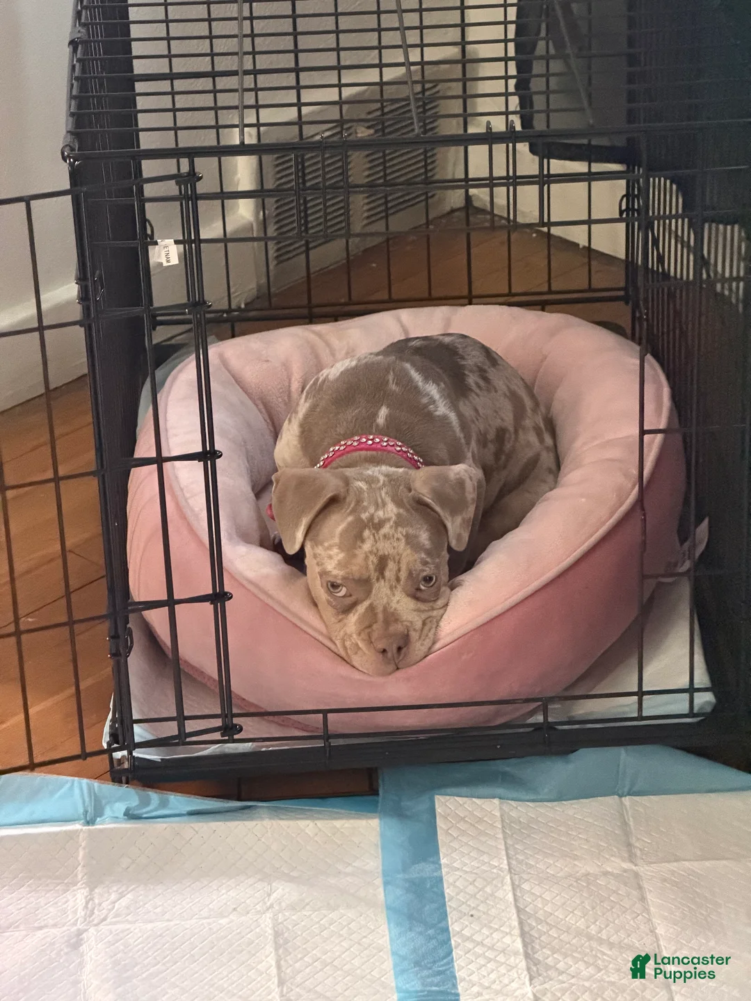 American Bully dogs for sale: American Bully Puppy 2 - Ad 1