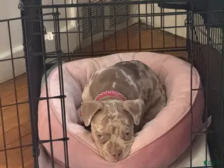 American Bully dogs American Bully Puppy 2 - Ad 26