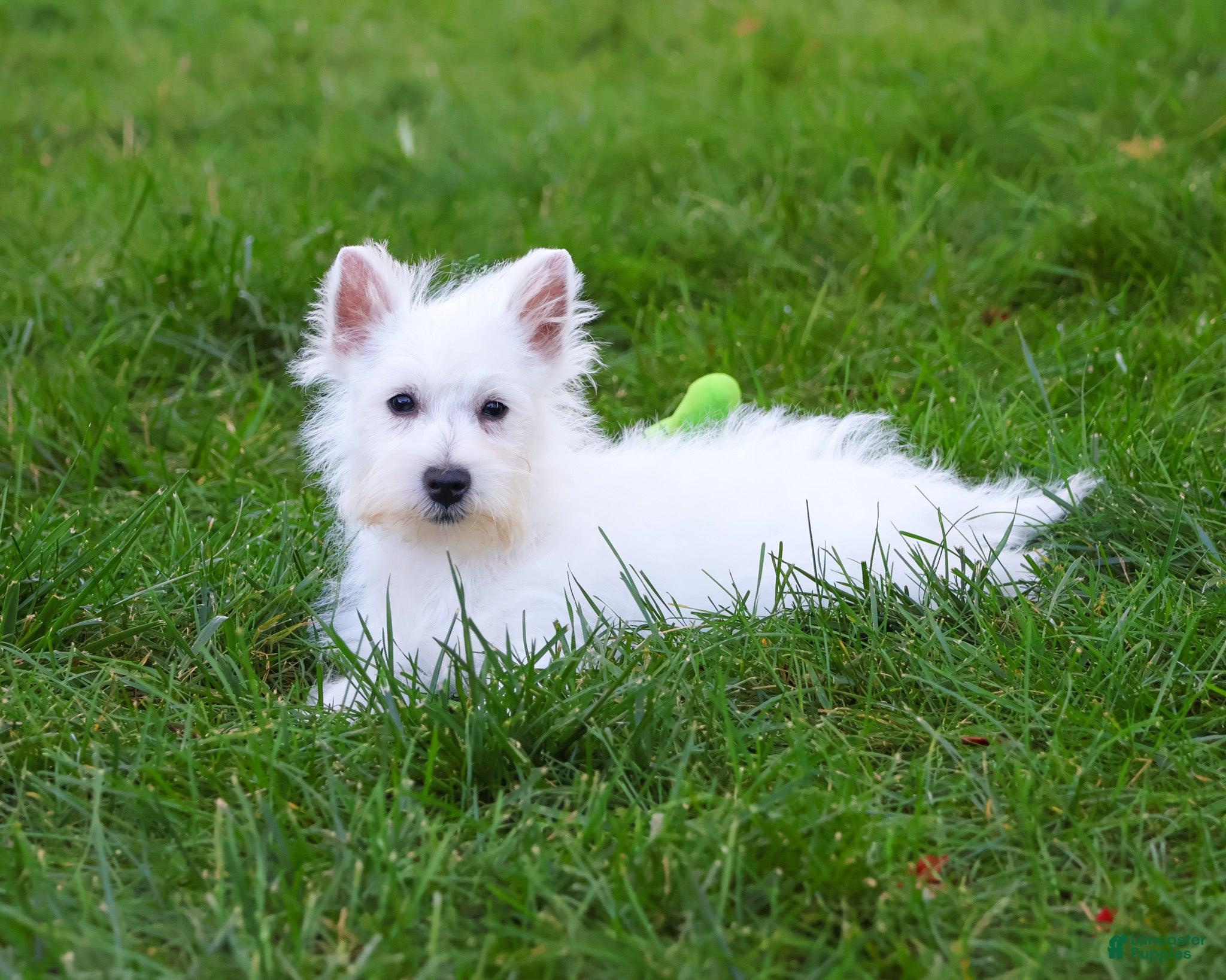 West Highland Terrier Puppies for sale in Fort Wayne, Indiana